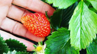 【ベランダ菜園】今年のベランダ菜園4月~6月 コンポスト肥料&バーチカルガーデンで【イチゴ・えんどう・トマト・きゅうり等】